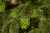 Искусственная елка Раскидистая 215см зеленая, Black Box 74212
