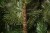 Искусственная елка Балканская 230см зеленая, Black Box 74357