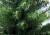 Искусственная елка Ели PENERI Ель Аляска 240 см зеленая
