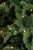 Искусственная елка «Нормандия» 185 см 248 ламп темно-зеленая, Triumph Tree