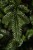 Искусственная ель «Нормандия» 260 см темно-зеленая, Triumph Tree
